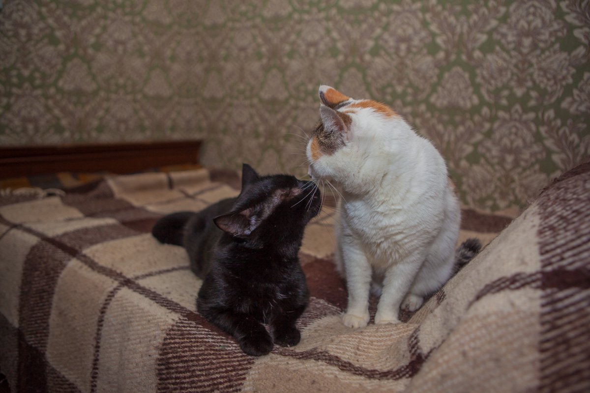 Приюты для животных