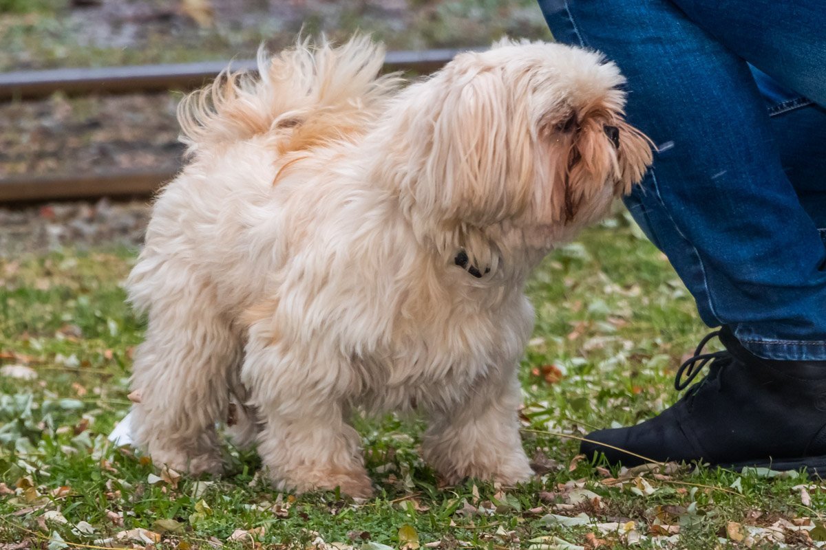 Господи, хозяин, за что? Почему я?