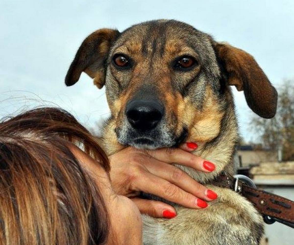 Собака-улыбака готова стать вашим самым лучшим другом Собака-улыбака готова стать вашим самым лучшим другом