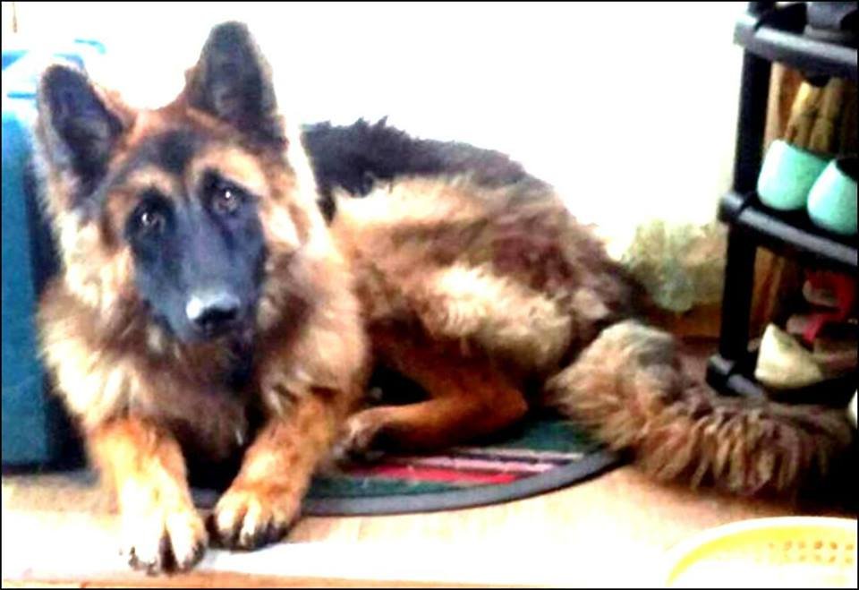 В Днепре потерялся друг: помогите хозяевам найти любимую овчарку В Днепре потерялся друг: помогите хозяевам найти любимую овчарку