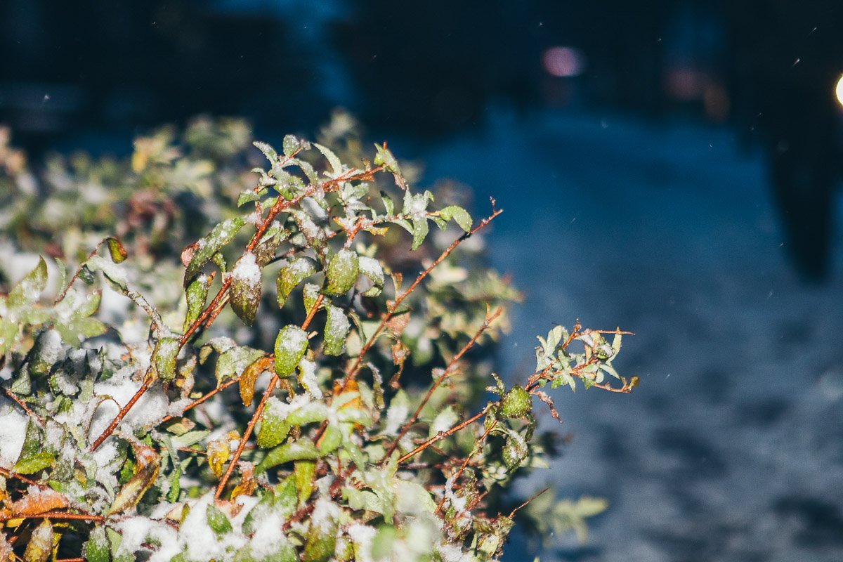 Отголоски осени