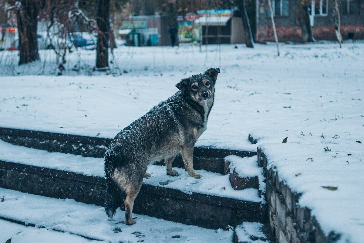 Животные не ожидали такого поворота событий