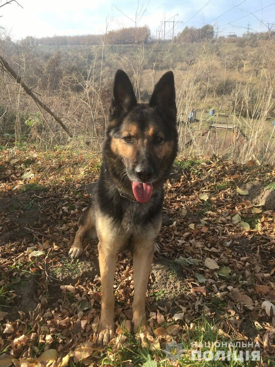 Обыски провели сотрудники Управления противодействия наркопреступности с привлечением кинолога и служебной собаки Ники