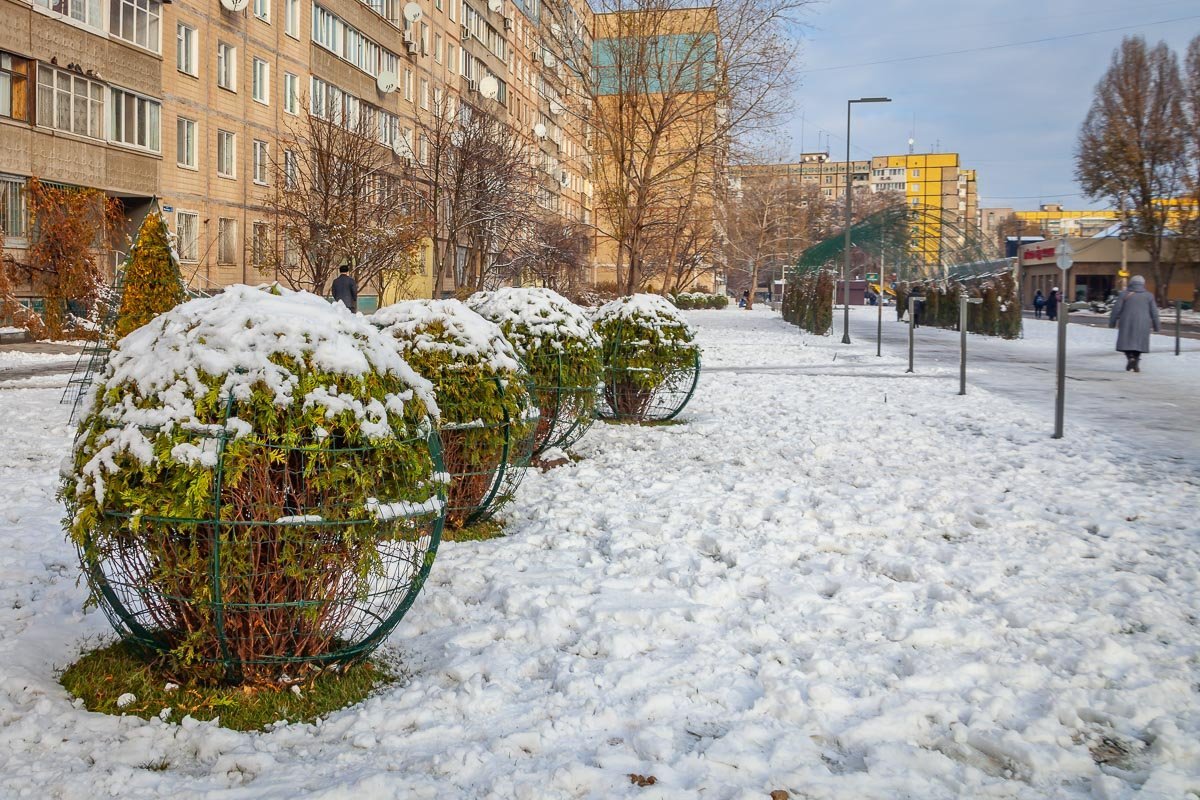 Уже установили кусты в каркасах Уже установили кусты в каркасах