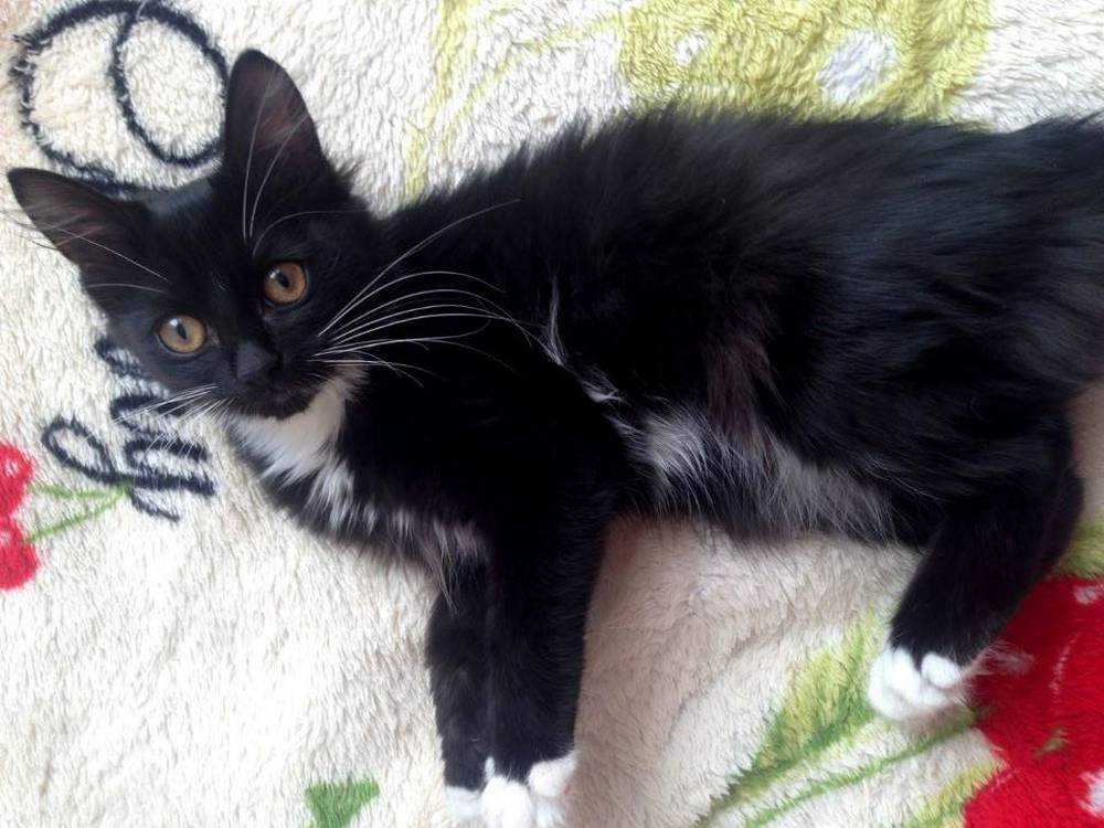 Ты только думаешь о том, чтобы забрать ее домой, а она уже грызет твой тапочек