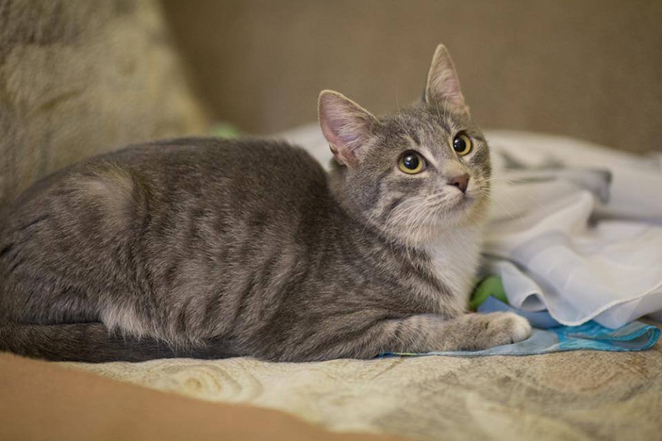 Грустный кусь хочет, чтобы его любили, кормили и никогда не отпускали