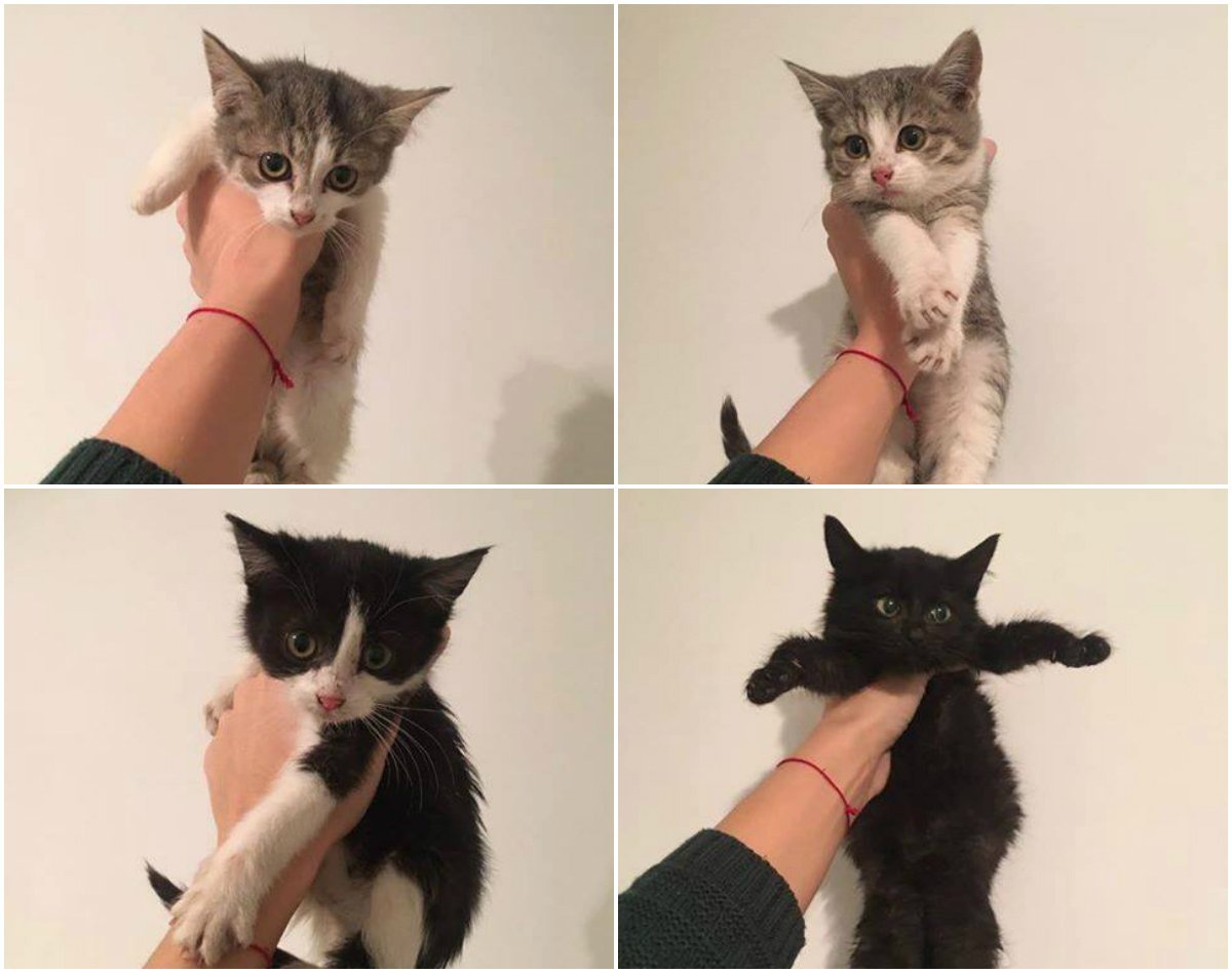 Каждый член усатой банды готов стать вашим лучшим другом