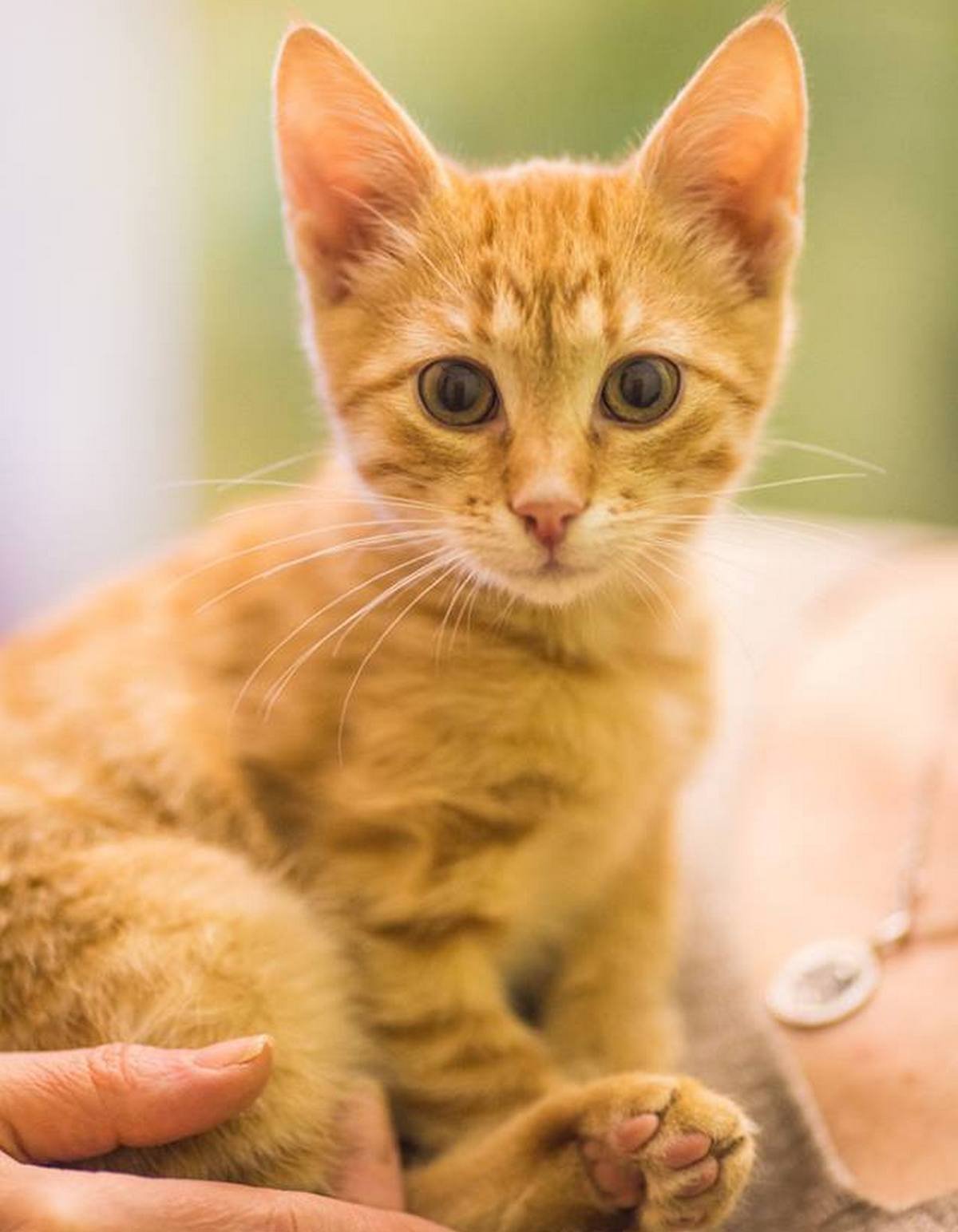 Мелкий будет радостно урчать у вас на ручках днями напролет