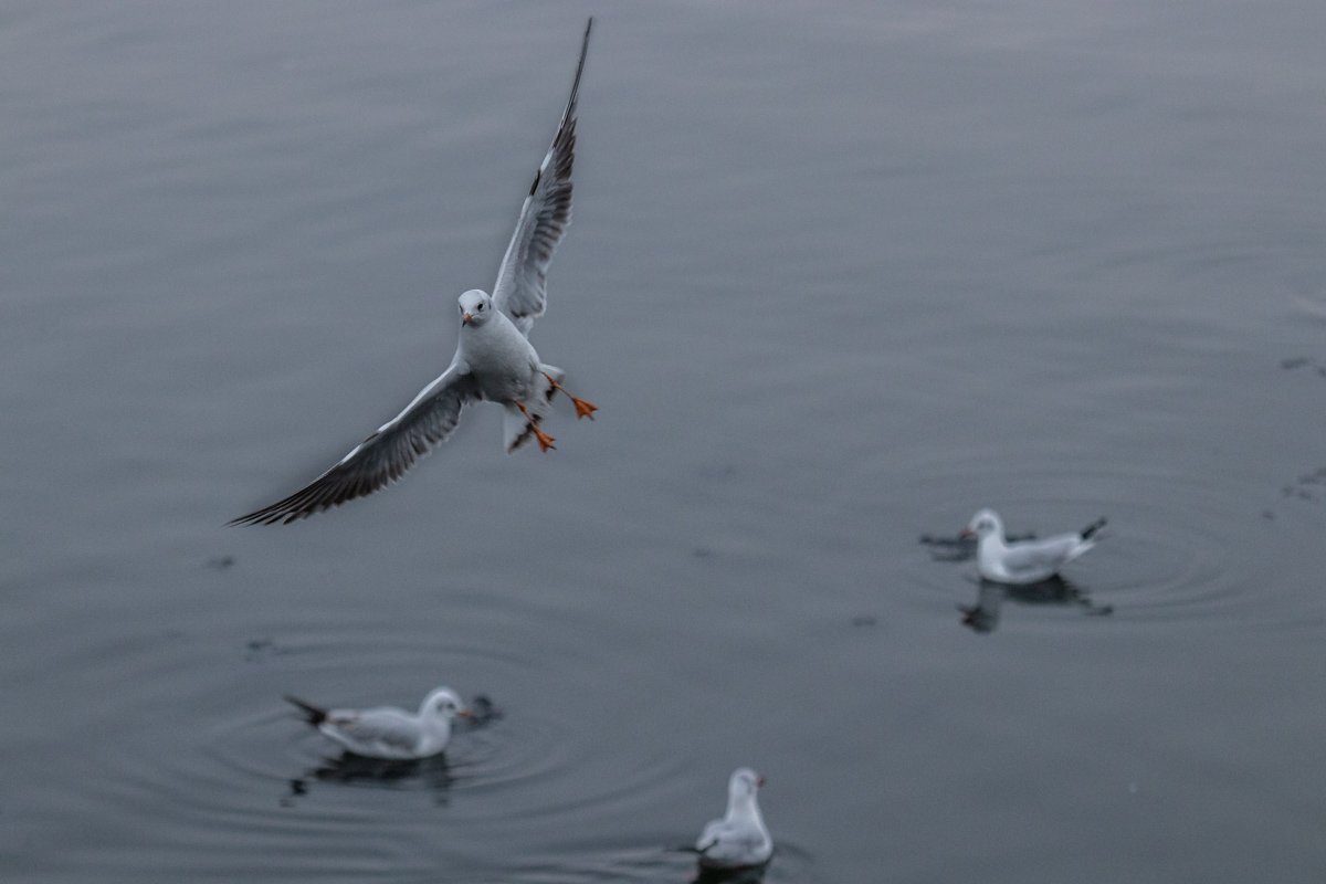Как бы ты не старался, ты никогда не будешь круче, чем эта чайка