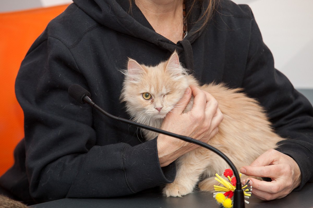 Коты чувствуют себя хорошо