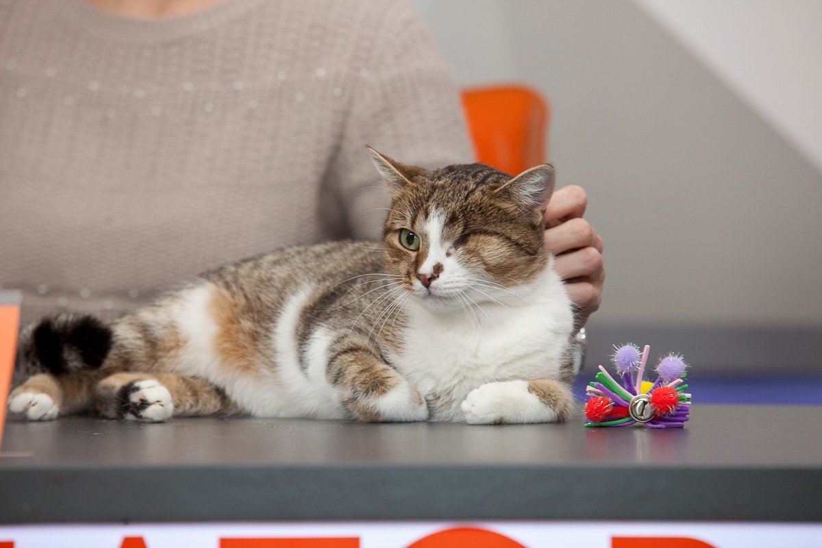 Совершите чудо - заберите себе котика