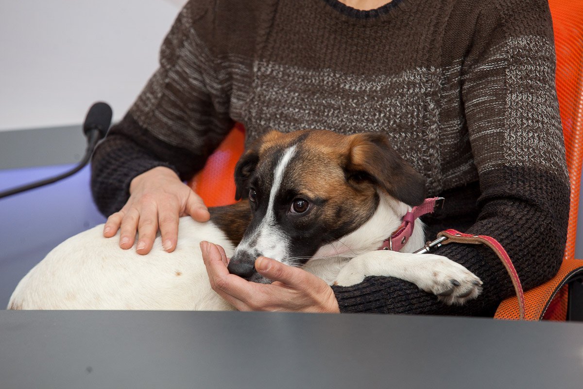 Или собачку