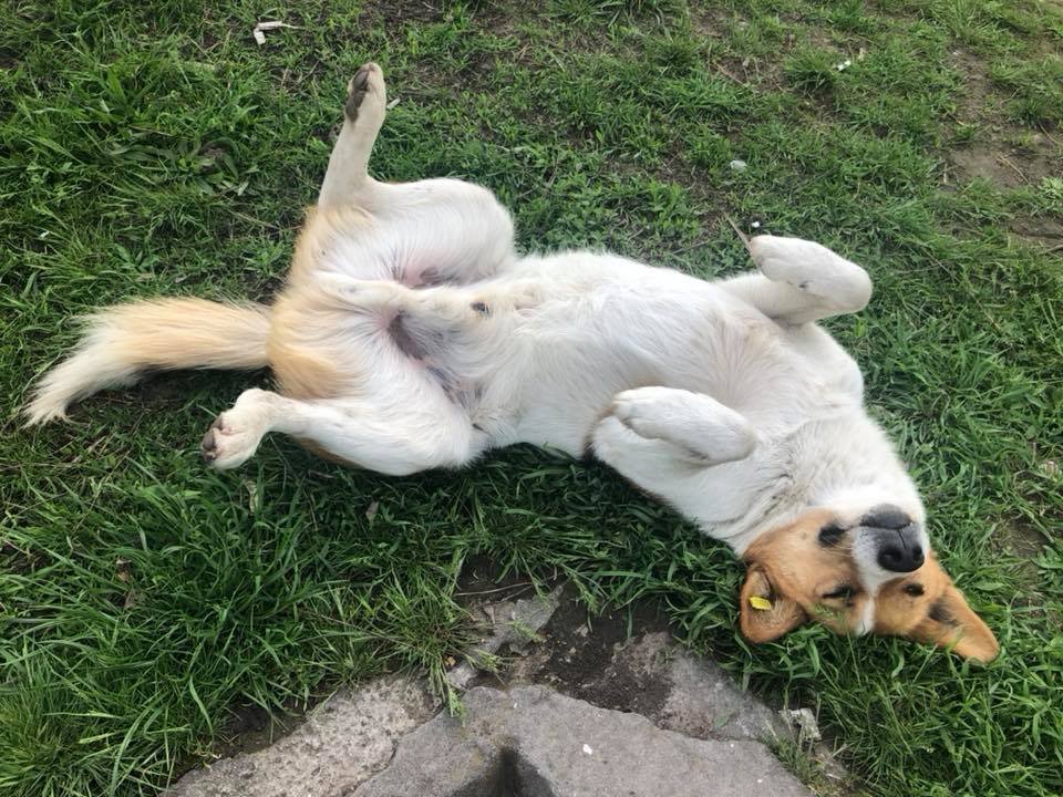 Солнечная собака Рекс