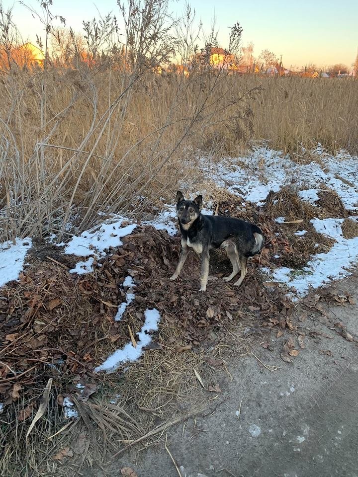 Собака-ожидака