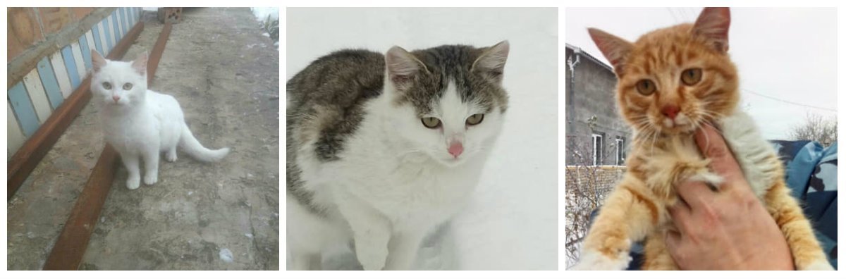 Обделенные судьбой котятки