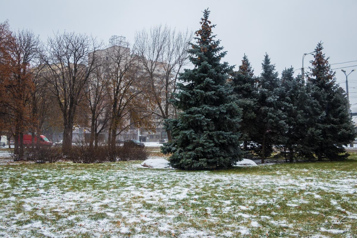 А давайте покупать искусственные елочки? А давайте покупать искусственные елочки?