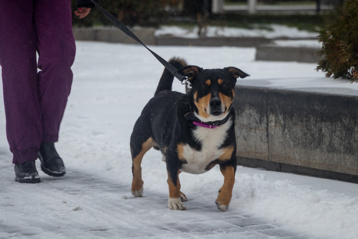 Собакен доволен Собакен доволен