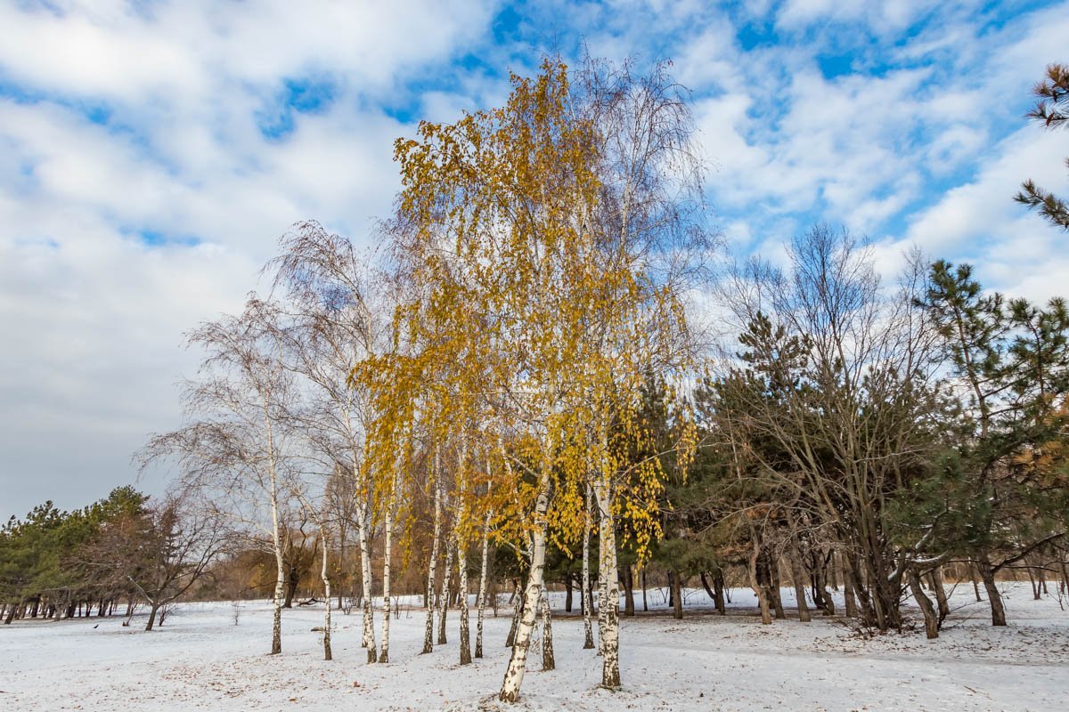 Кроны деревьев все еще украшает сухая листва