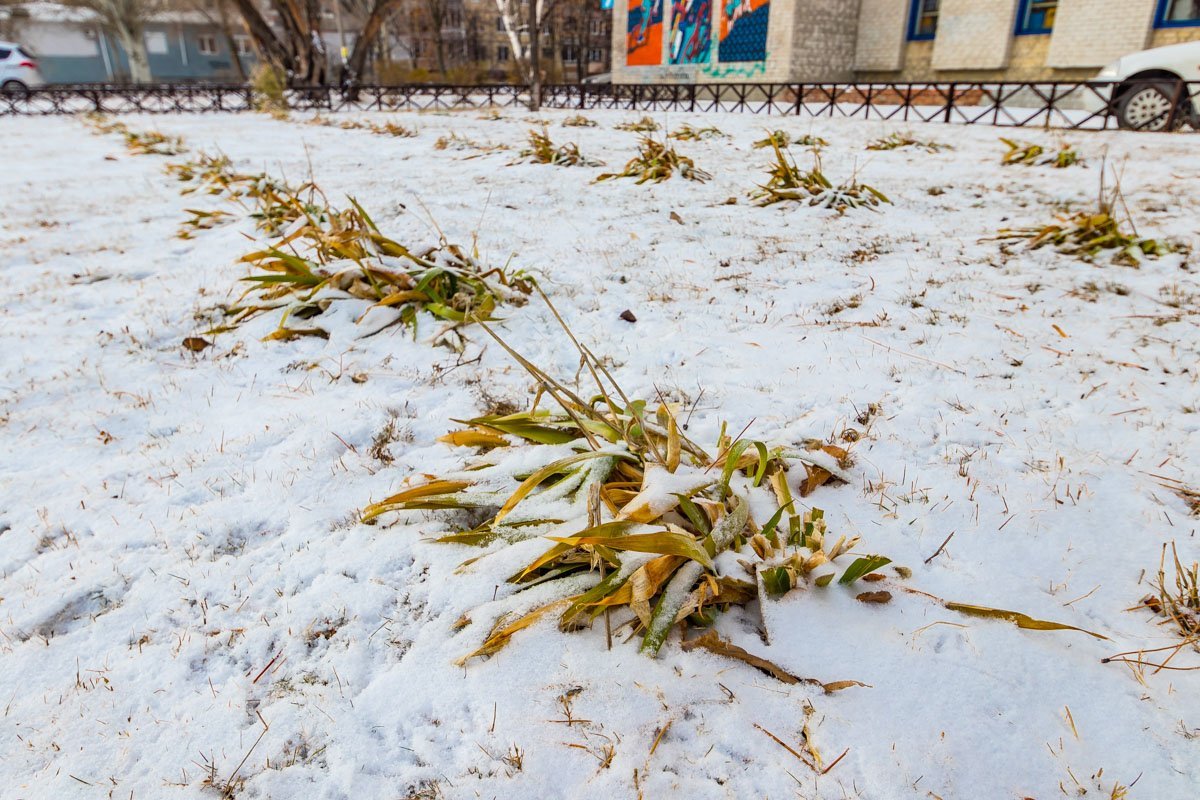 Клумбы, укрытые снежным одеялом