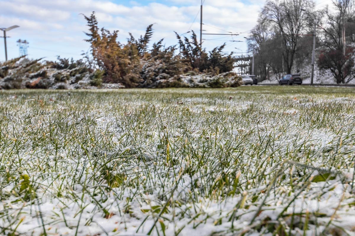 Небольшие островки зеленой травы напоминают о красивой осени