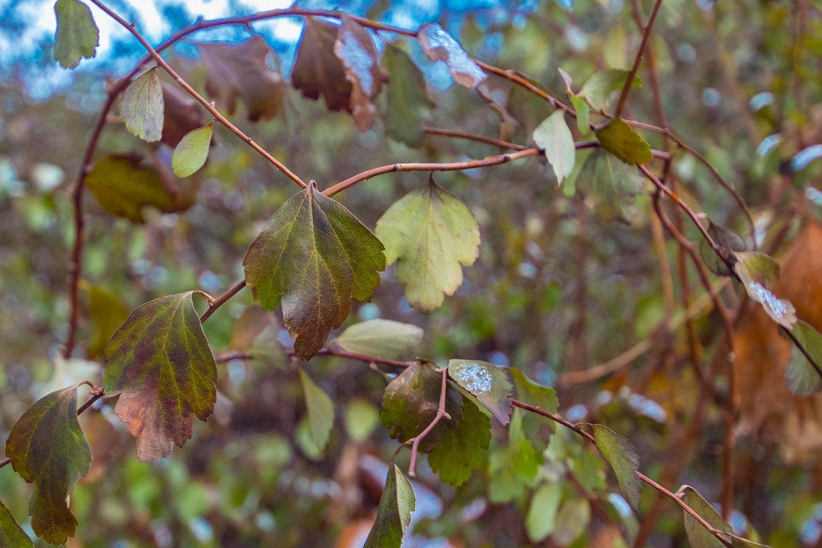 Зима наступила внезапно 