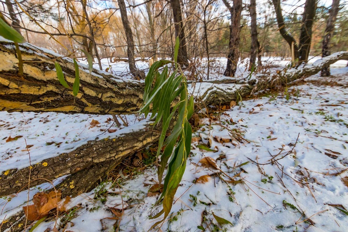 Зеленые листья выглядят особенно сочно