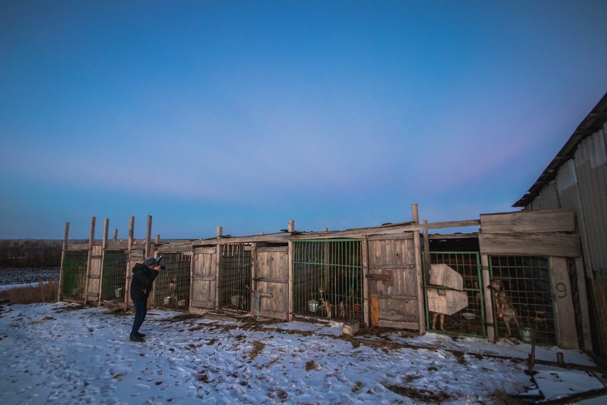 Собакам нужно внимание