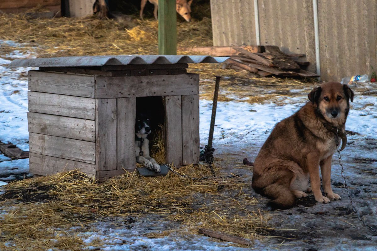 Прикрывает тыл 