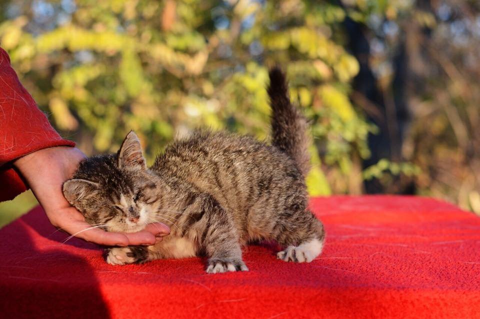 Ласковая Катюша