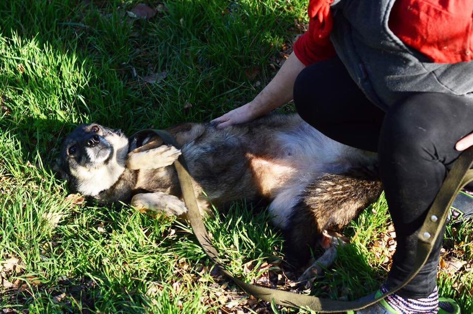 Добрячка Лиза