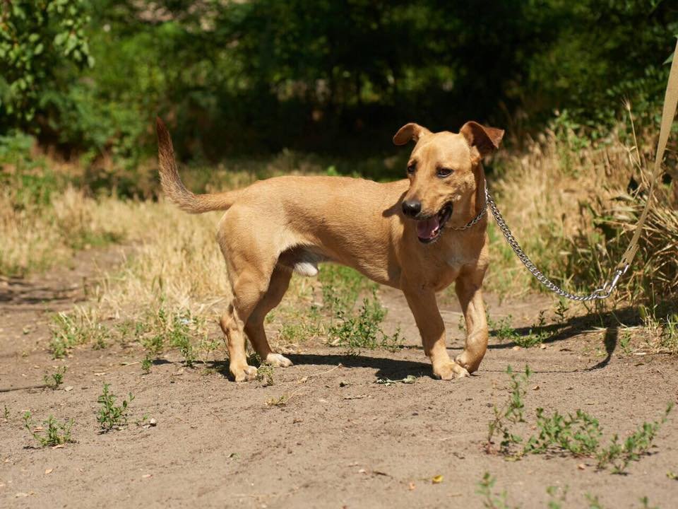 Веселый Арчи