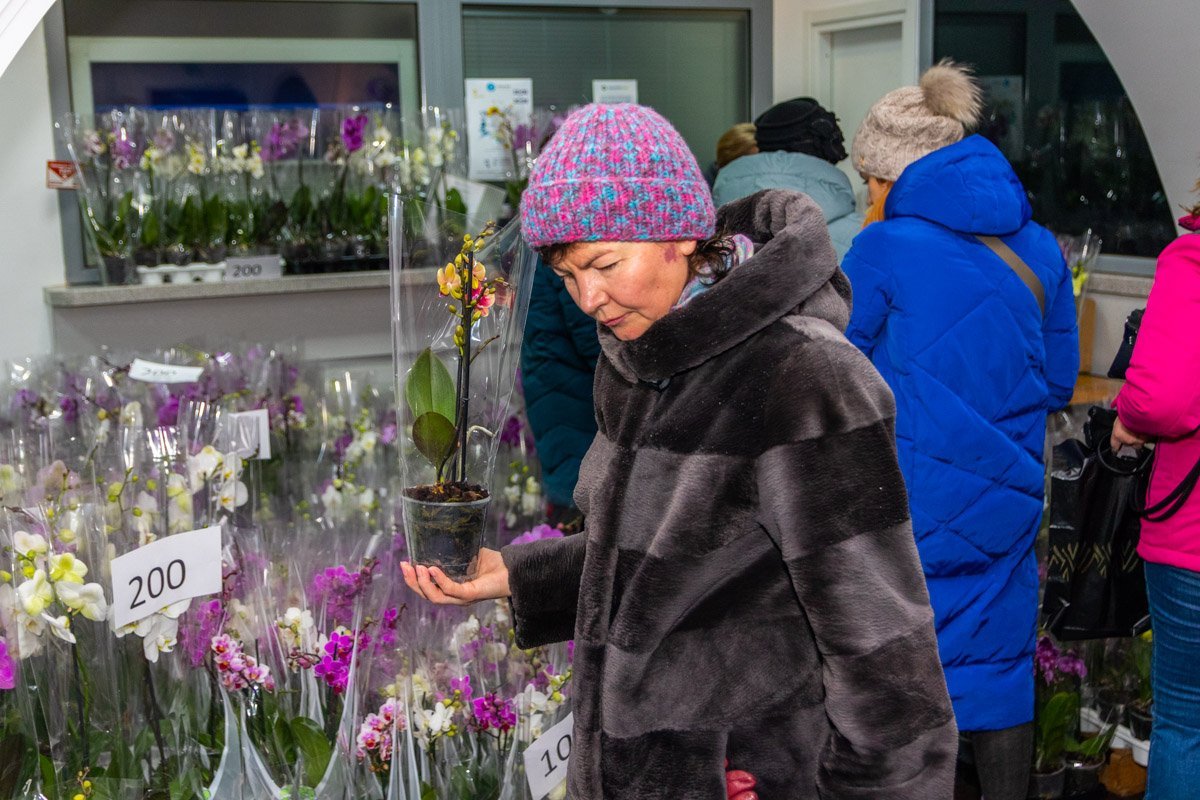 Орхидеи нарасхват 