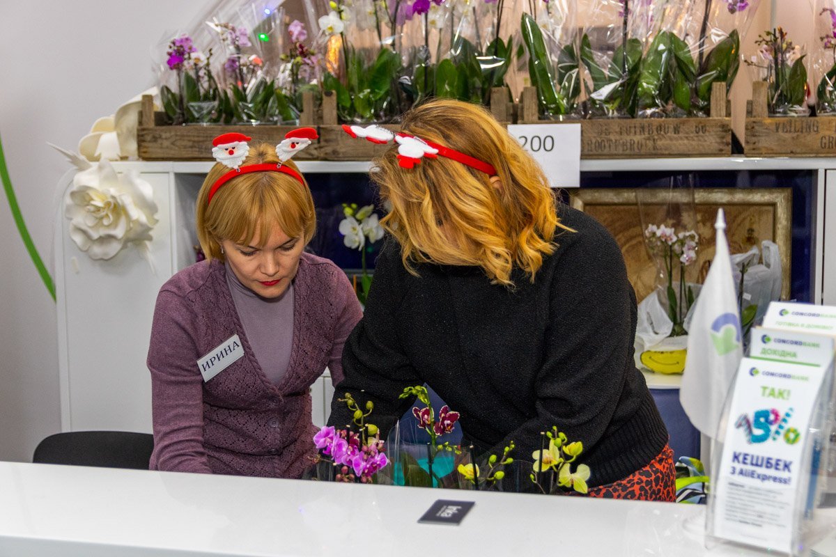 Новогодние эльфы