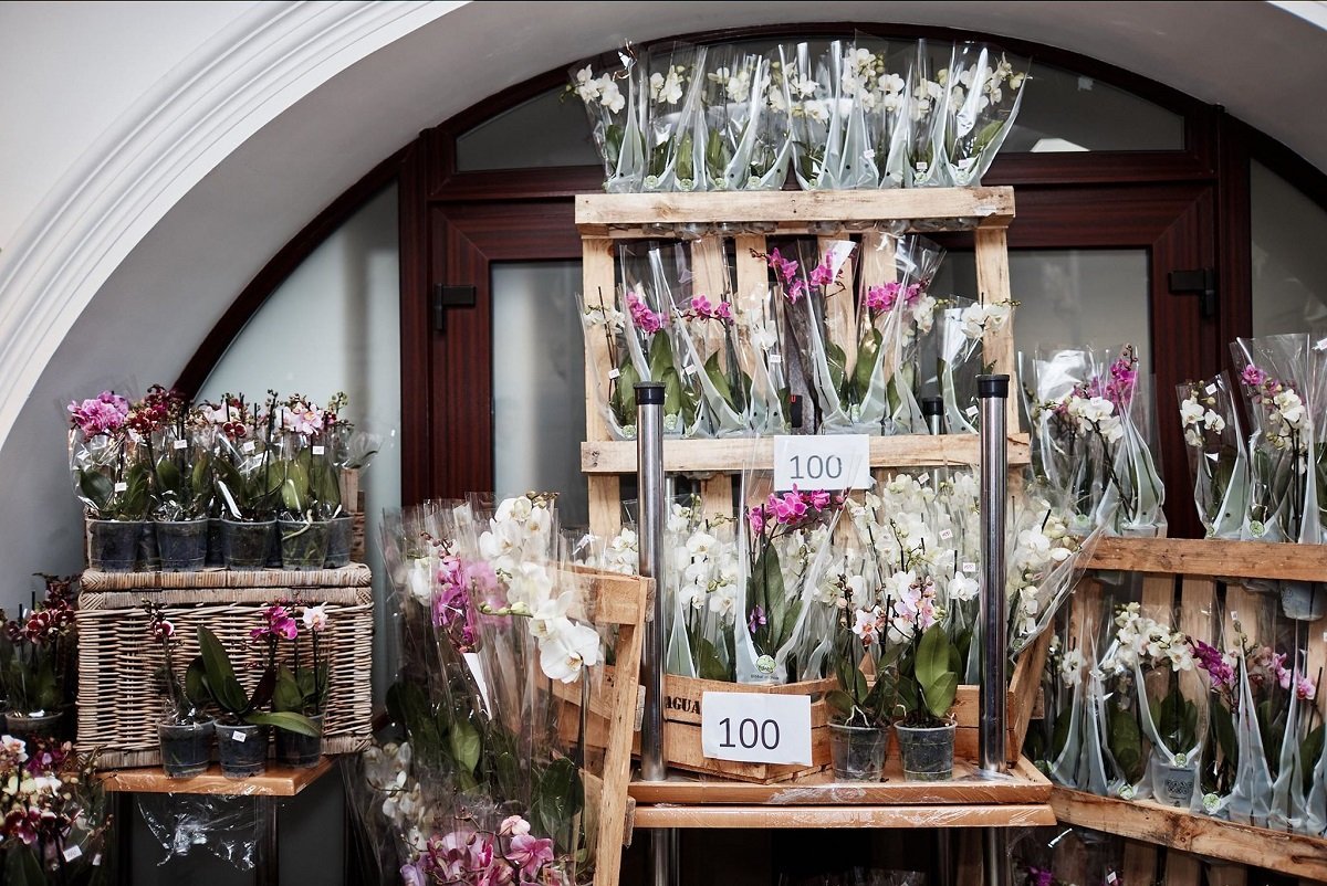 Цветы отдают за бесценок Цветы отдают за бесценок