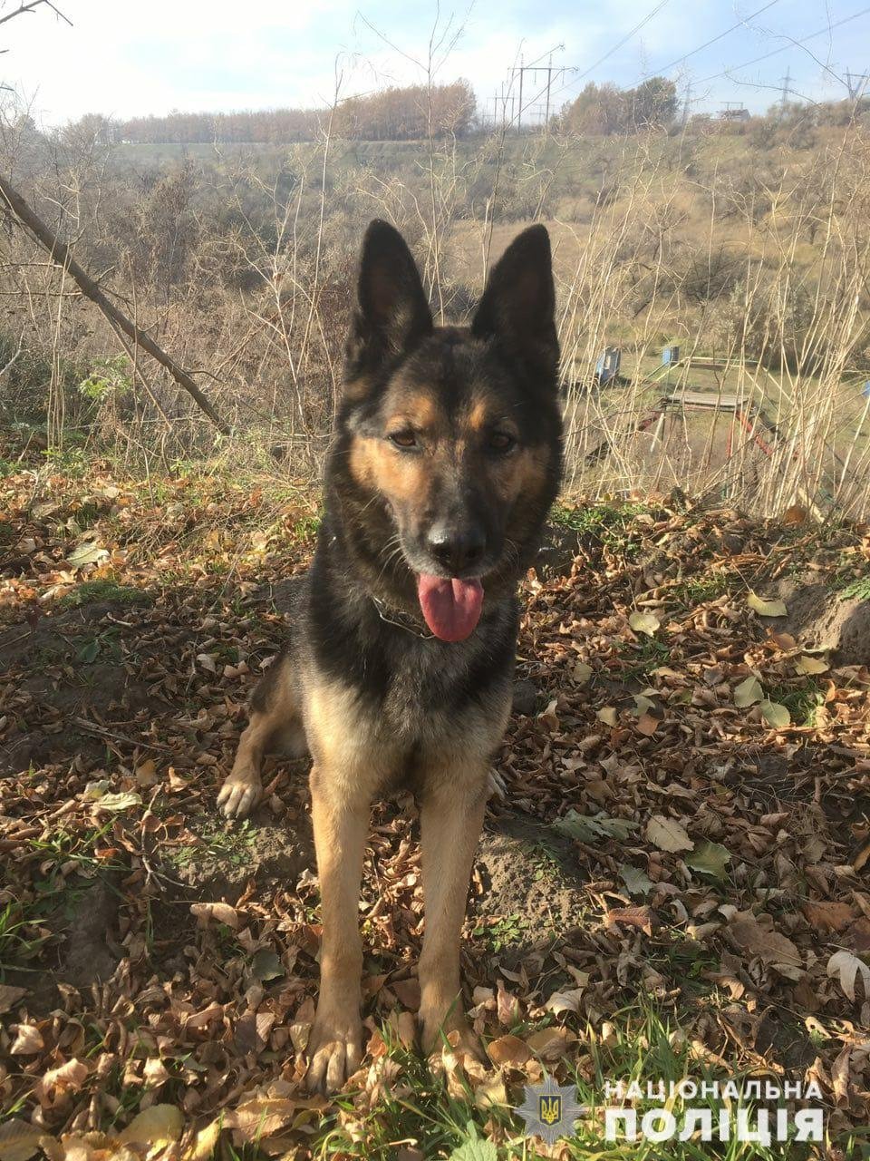 4-слип-пакета с наркотиками обнаружила полицейская собака по кличке Ника 4-слип-пакета с наркотиками обнаружила полицейская собака по кличке Ника