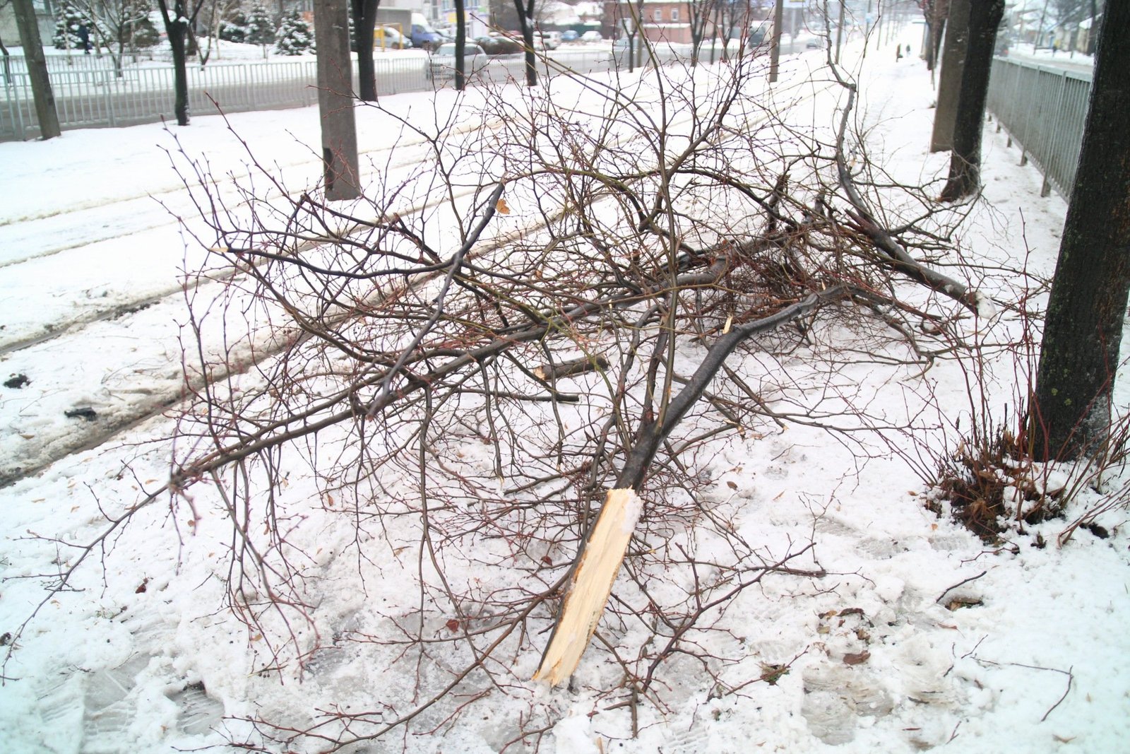 Автомобиль зацепил дерево Автомобиль зацепил дерево