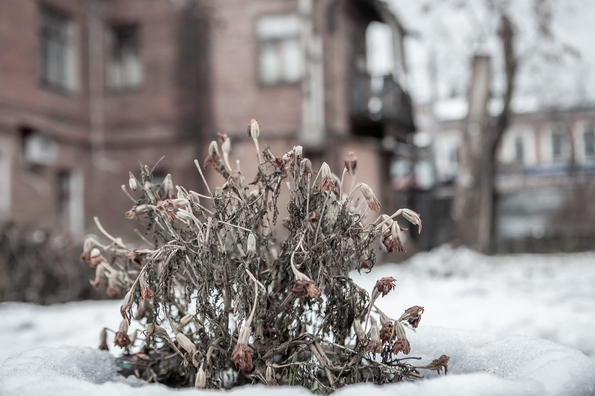 Все завянет, и вы тоже Все завянет, и вы тоже