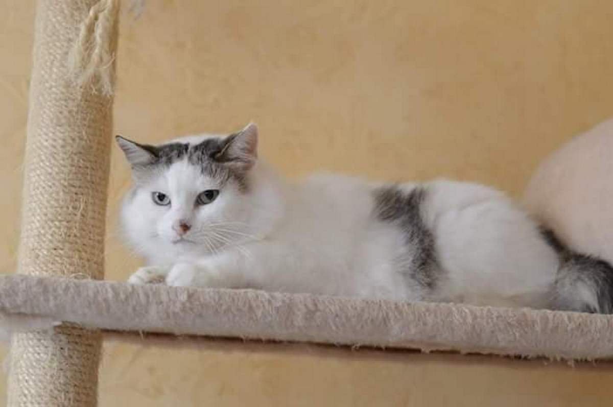 Пушистый комочек готов замурчать вас до смерти