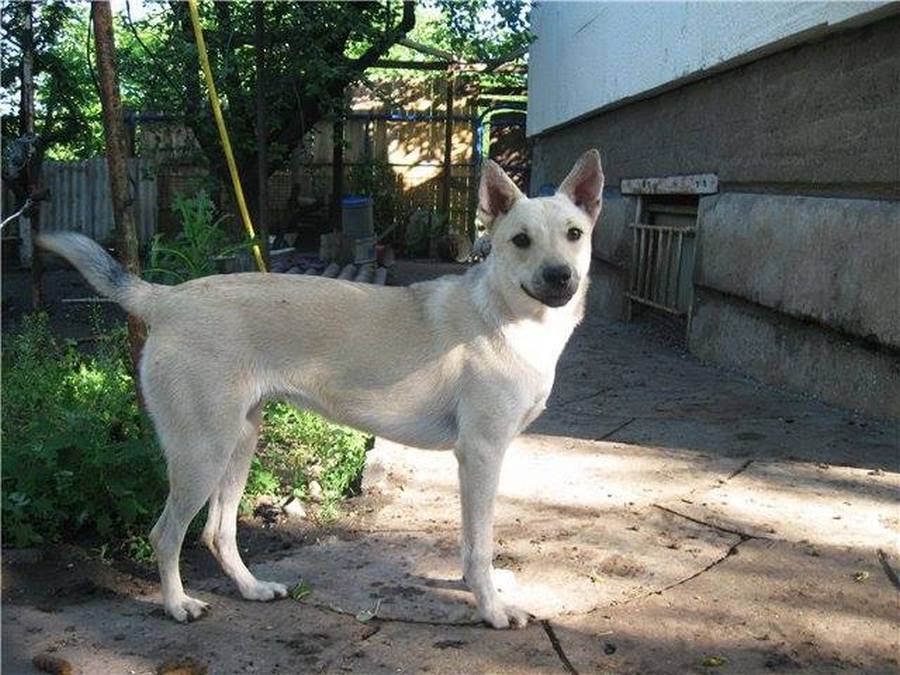 Счастье, ходящее на четырех лапах