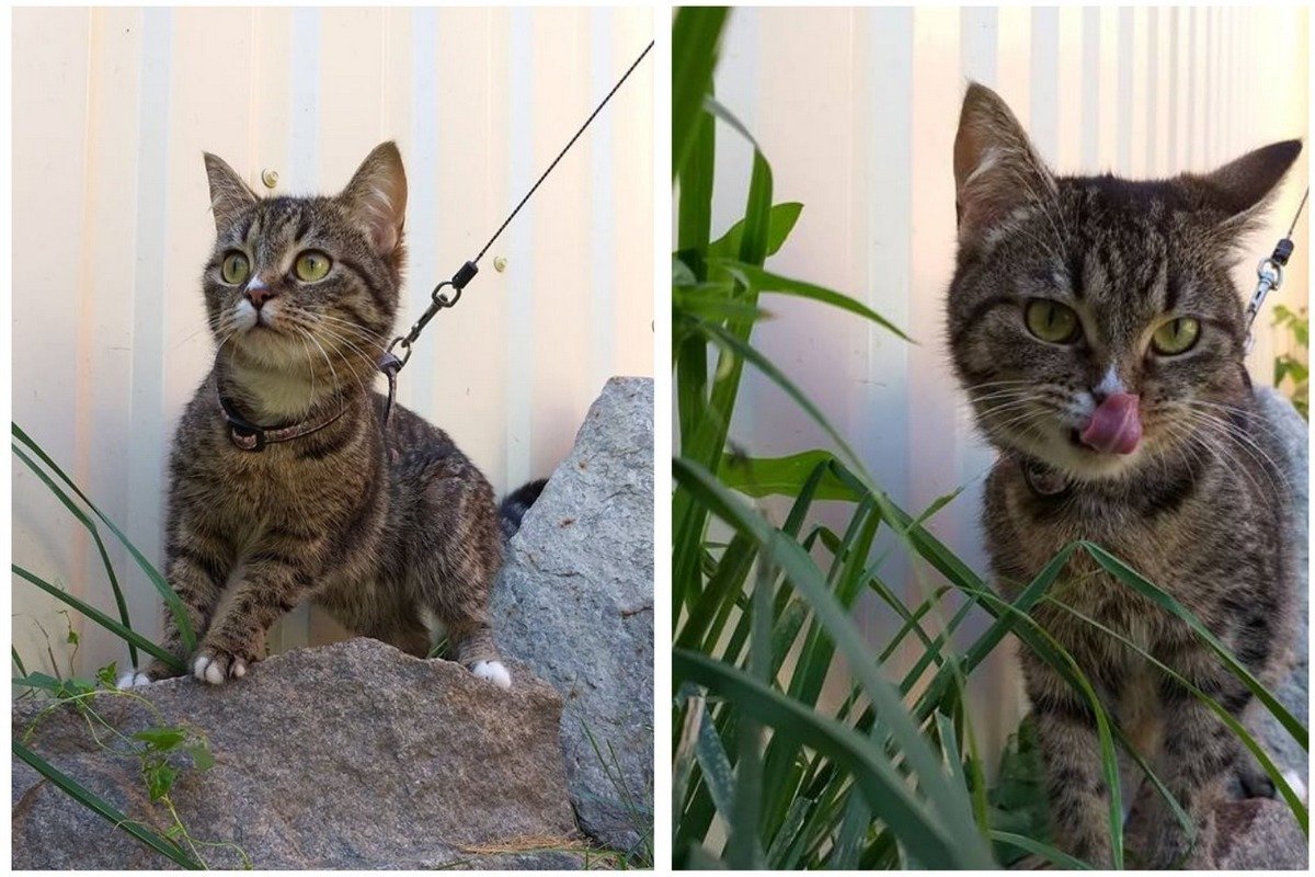 Перепуганный кусь все никак не найдет свой дом