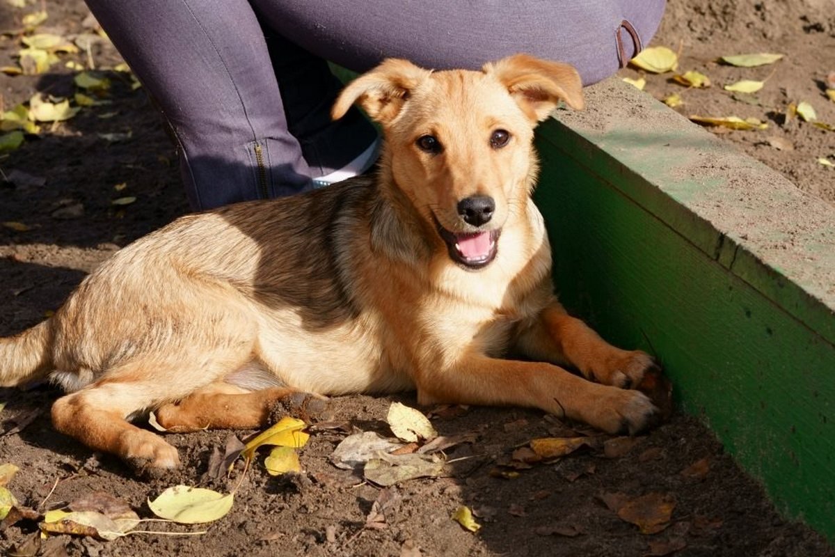 Подарите тепло и любовь: какие животные ищут дом в Днепре 5