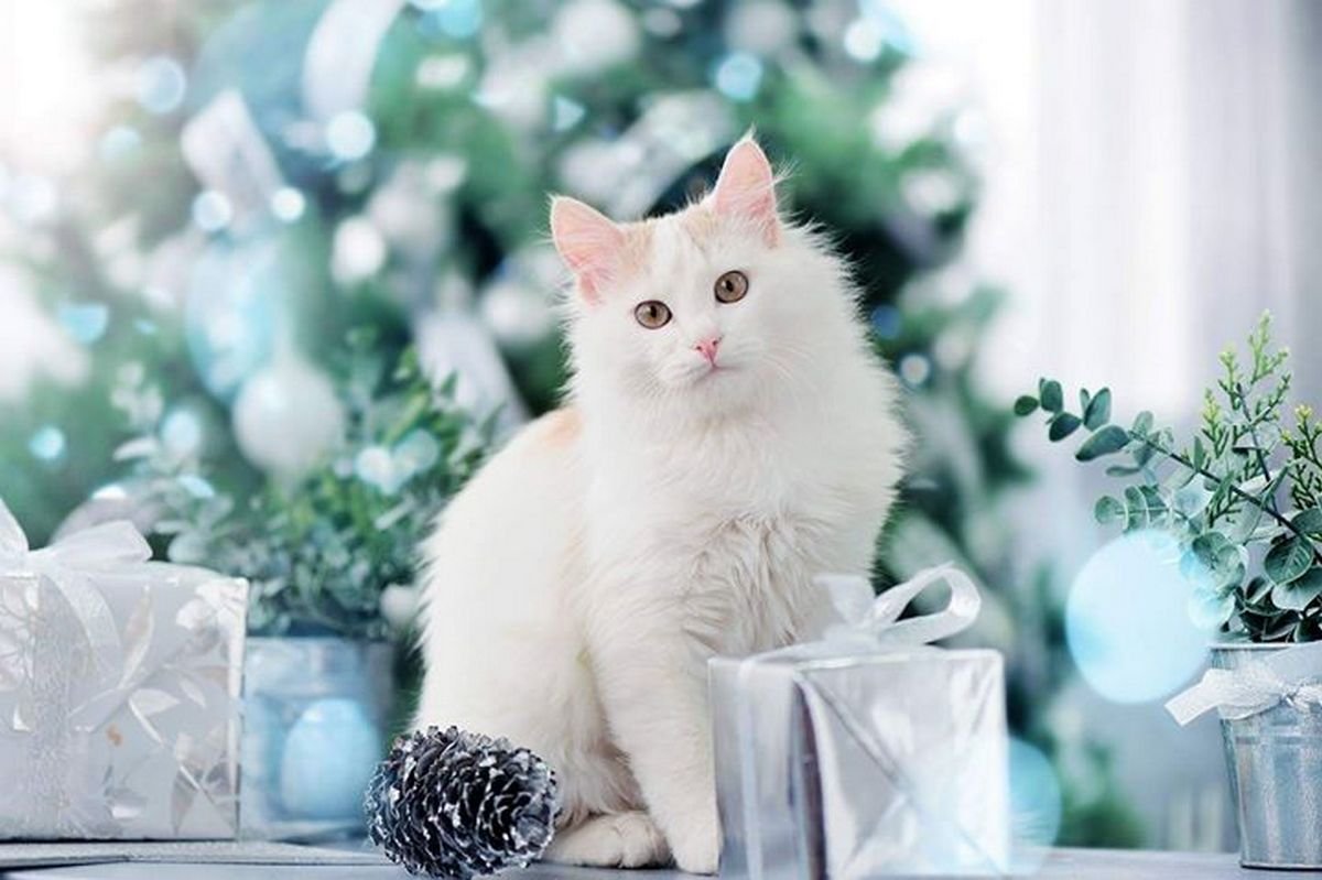 С таким принцем ваша семья сможет по праву называть себя королевской