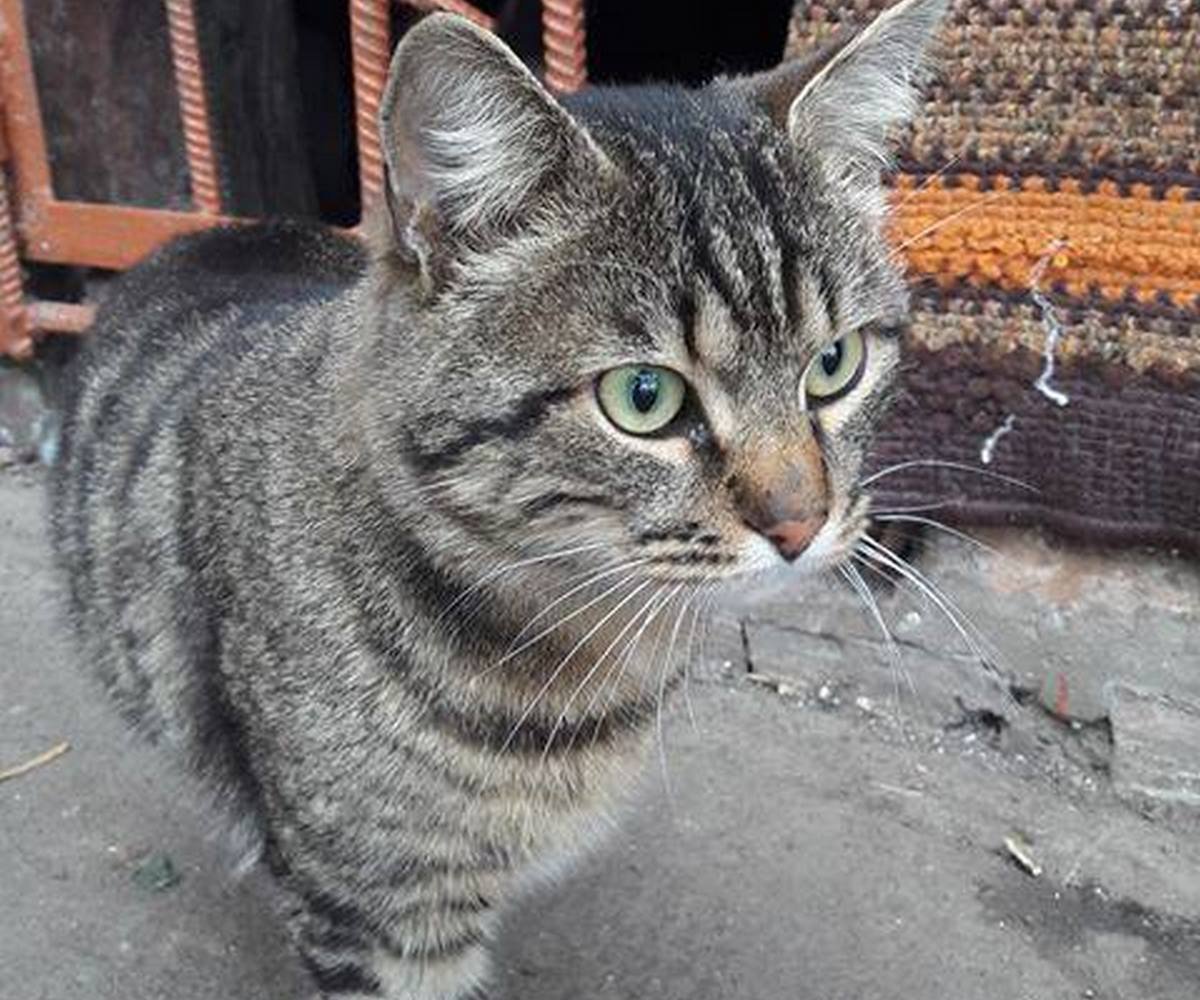 В его взгляде можно увидеть тот страх, в котором кот живет 