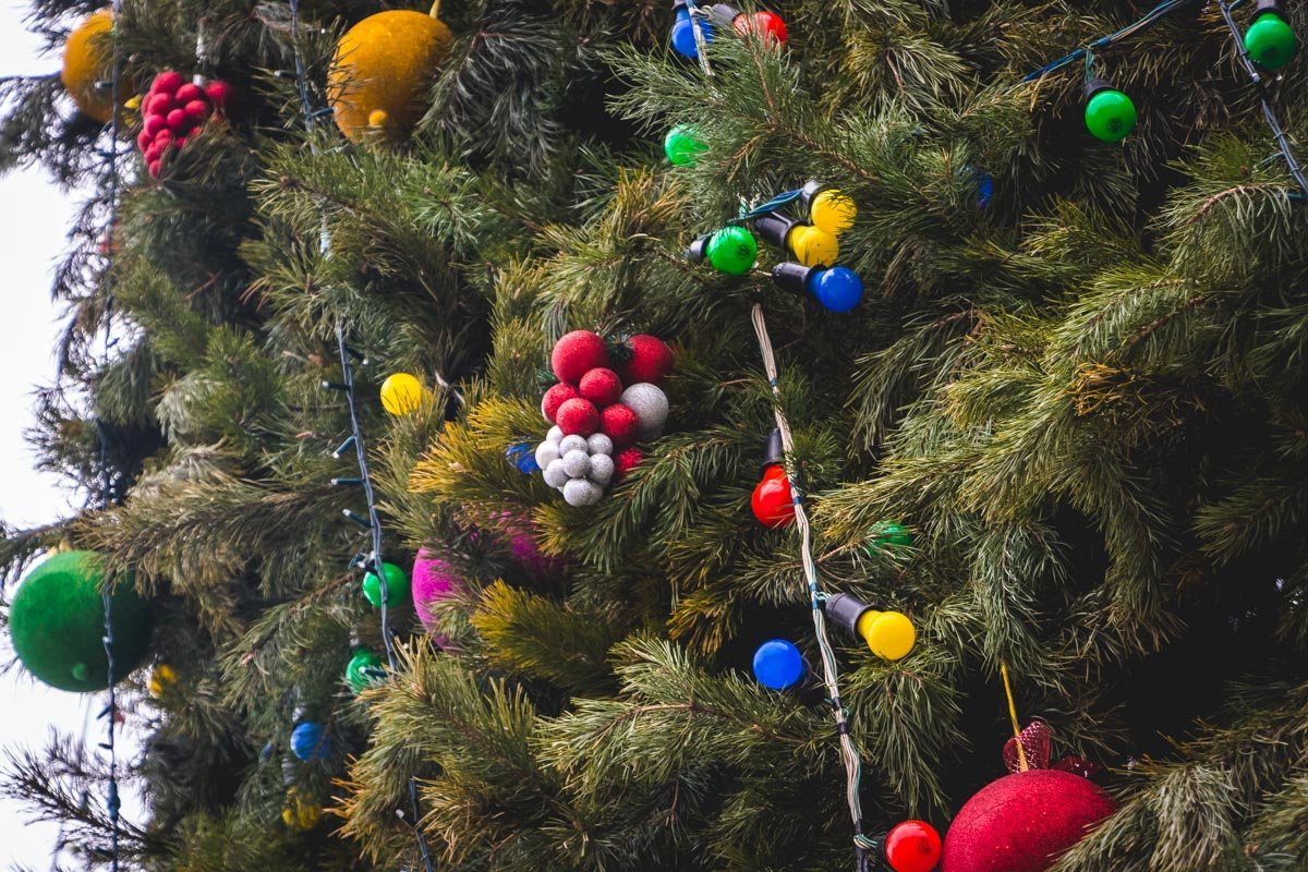 Елочка создана из живых елок Елочка создана из живых елок