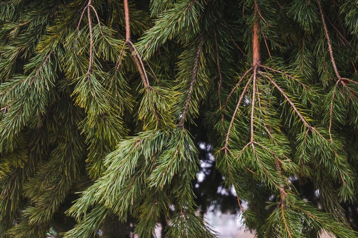 Запах елок стоит на весь парк Запах елок стоит на весь парк