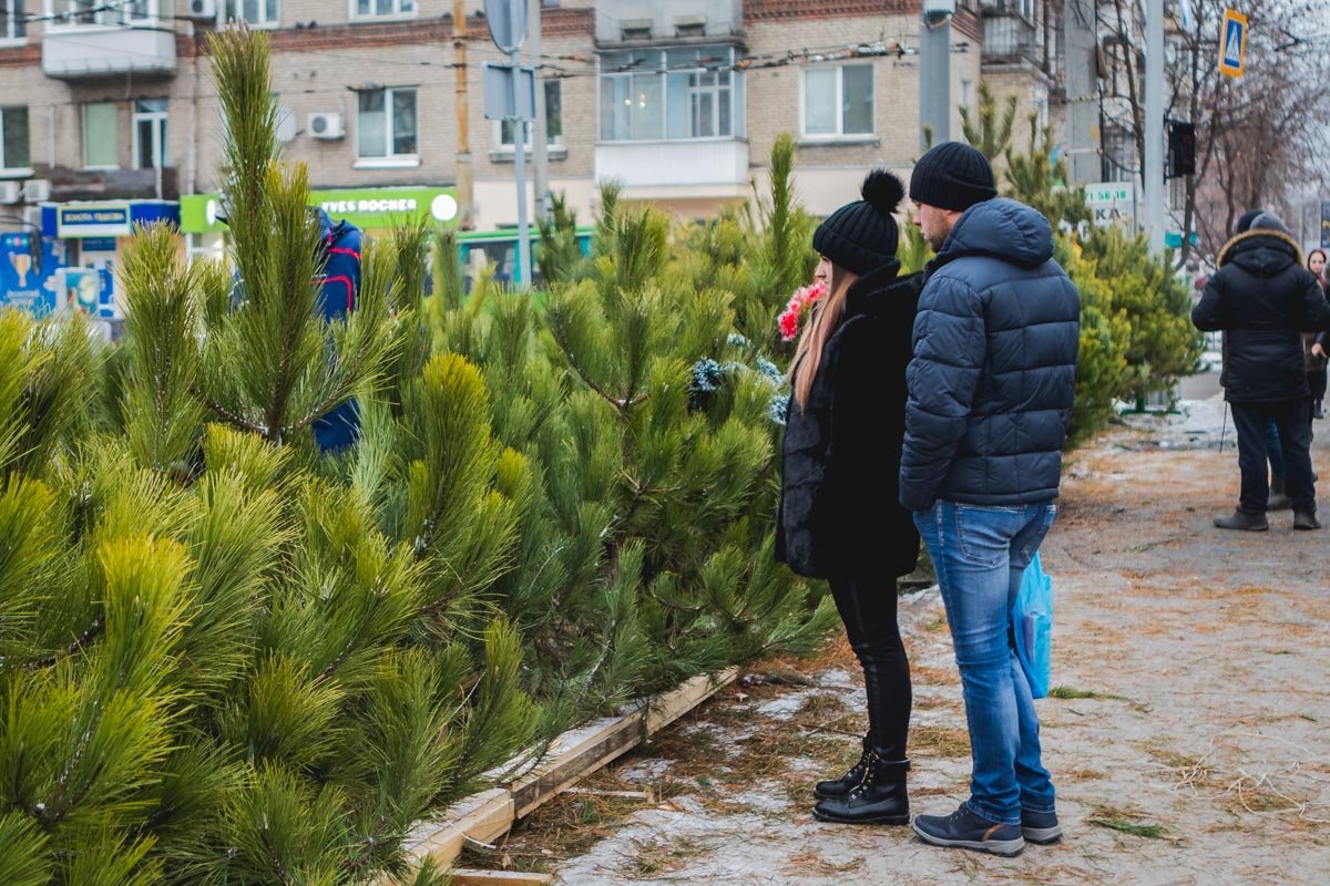 Люди вовсю выбирают елочки
