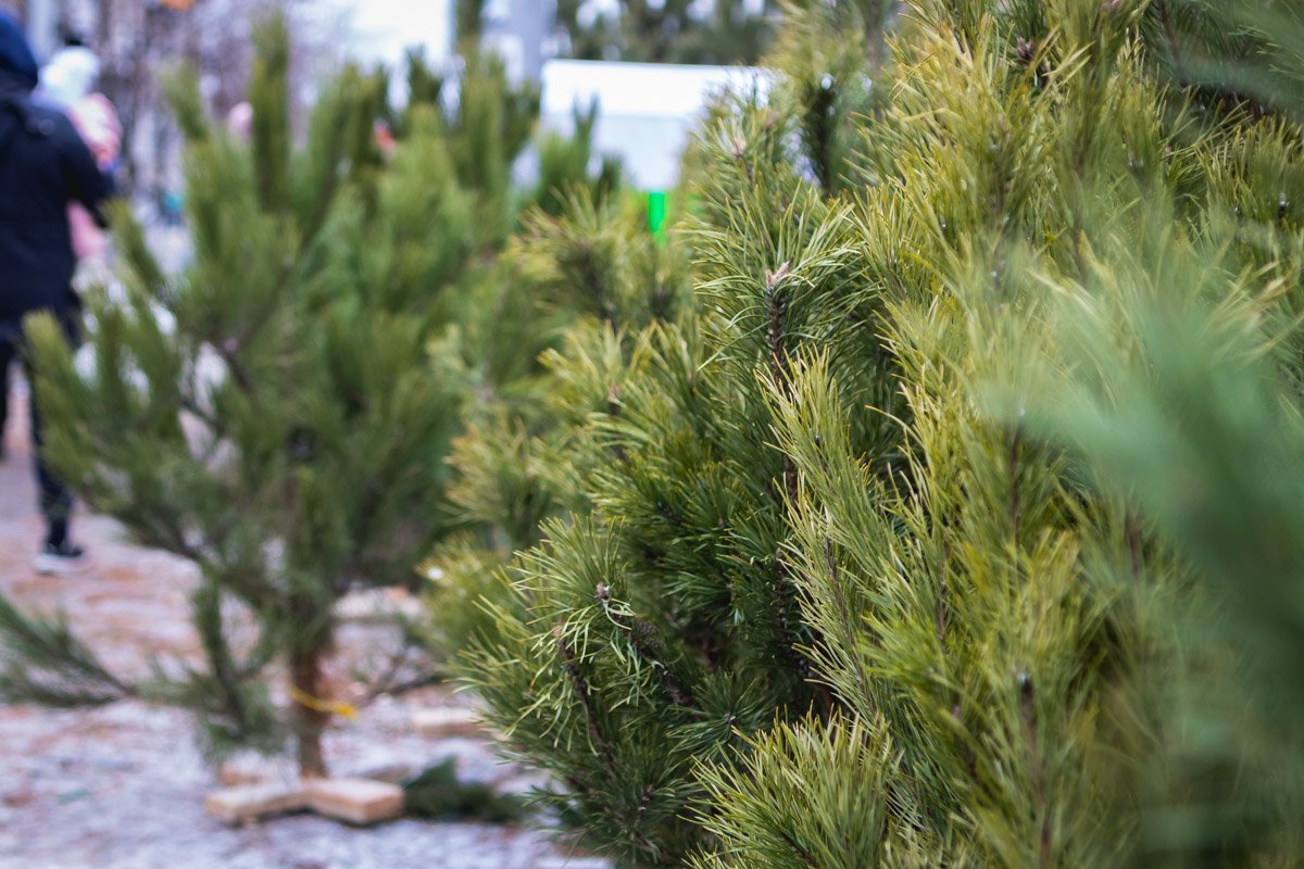 Цены стартуют от 200