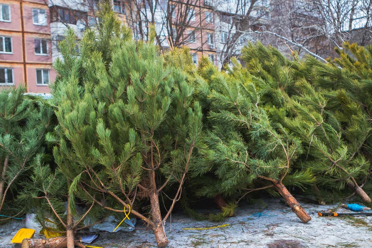 На елочках есть чип