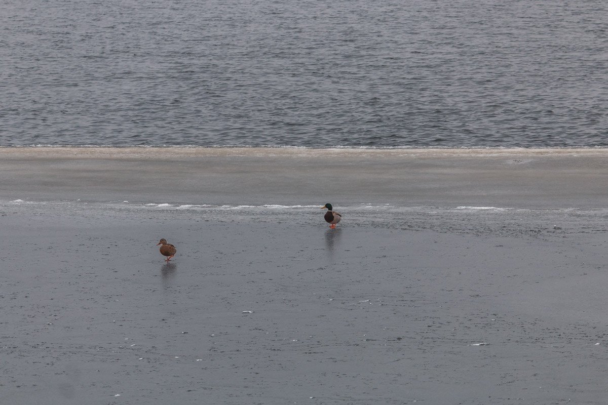 Рыбаки притворяются уточками