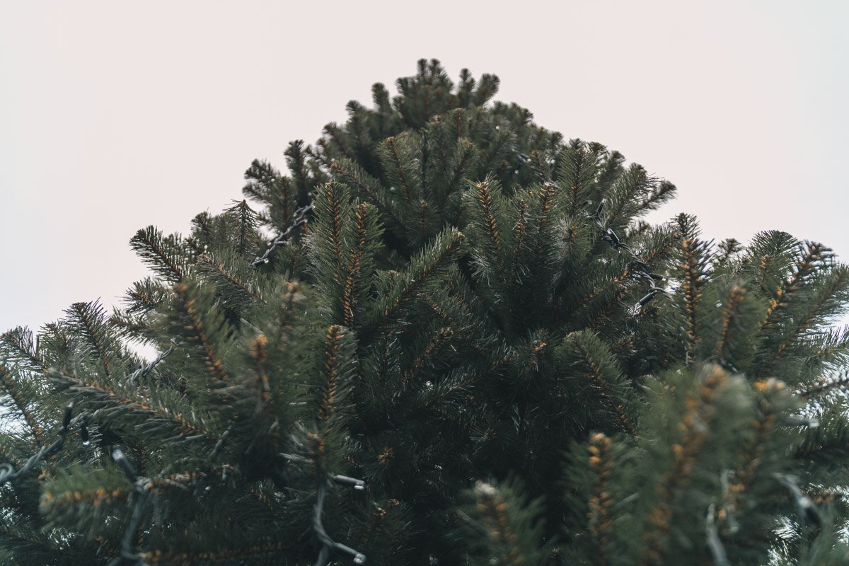 Жители района долго ждали елку Жители района долго ждали елку